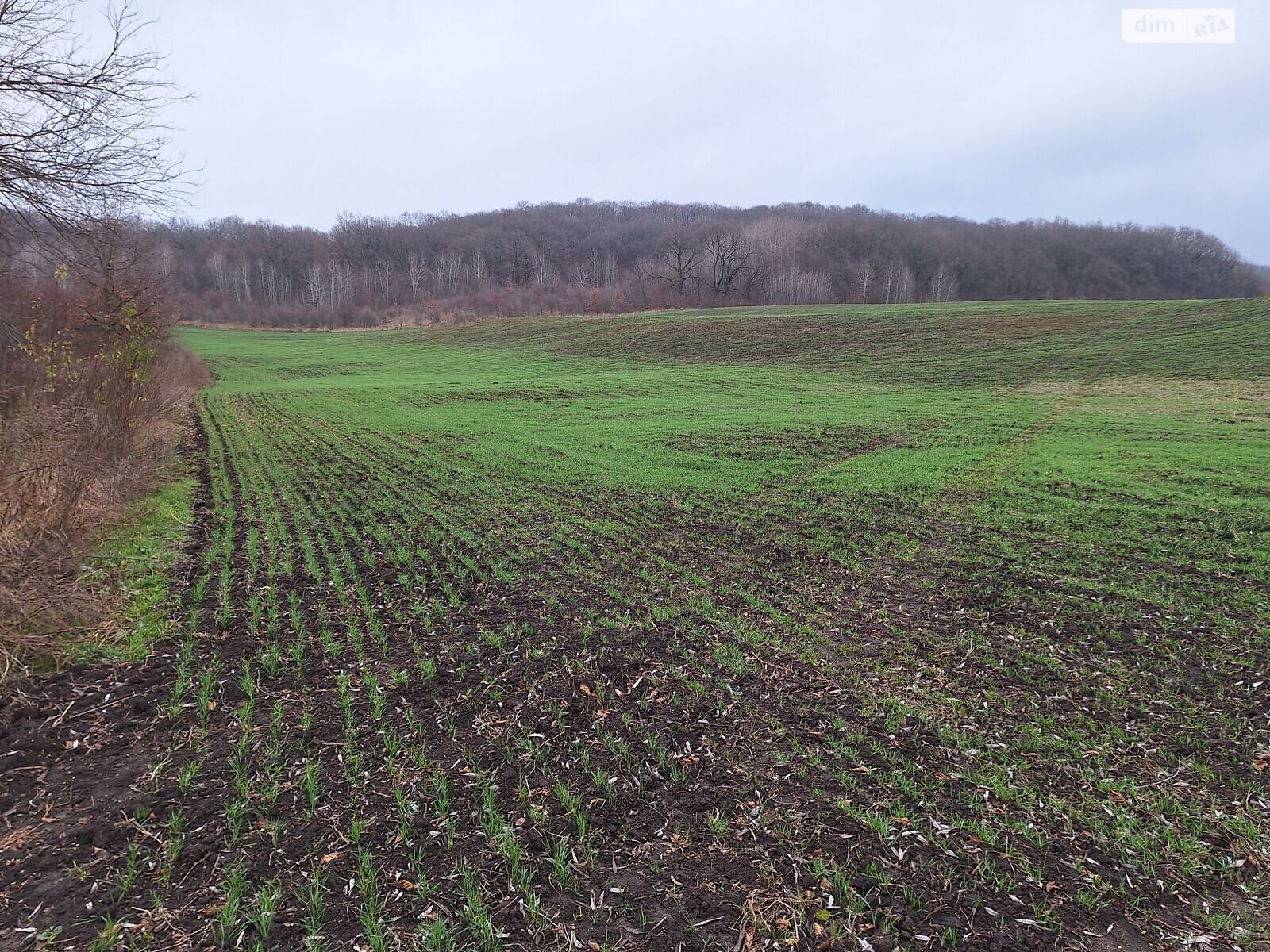Аренда земли сельскохозяйственного назначения в Вашковцах, цена: 14 599 грн за объект фото 1