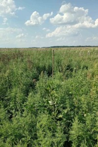 Оренда землі сільськогосподарського призначення в Водяне, ціна: 72 284 грн за об’єкт фото 1