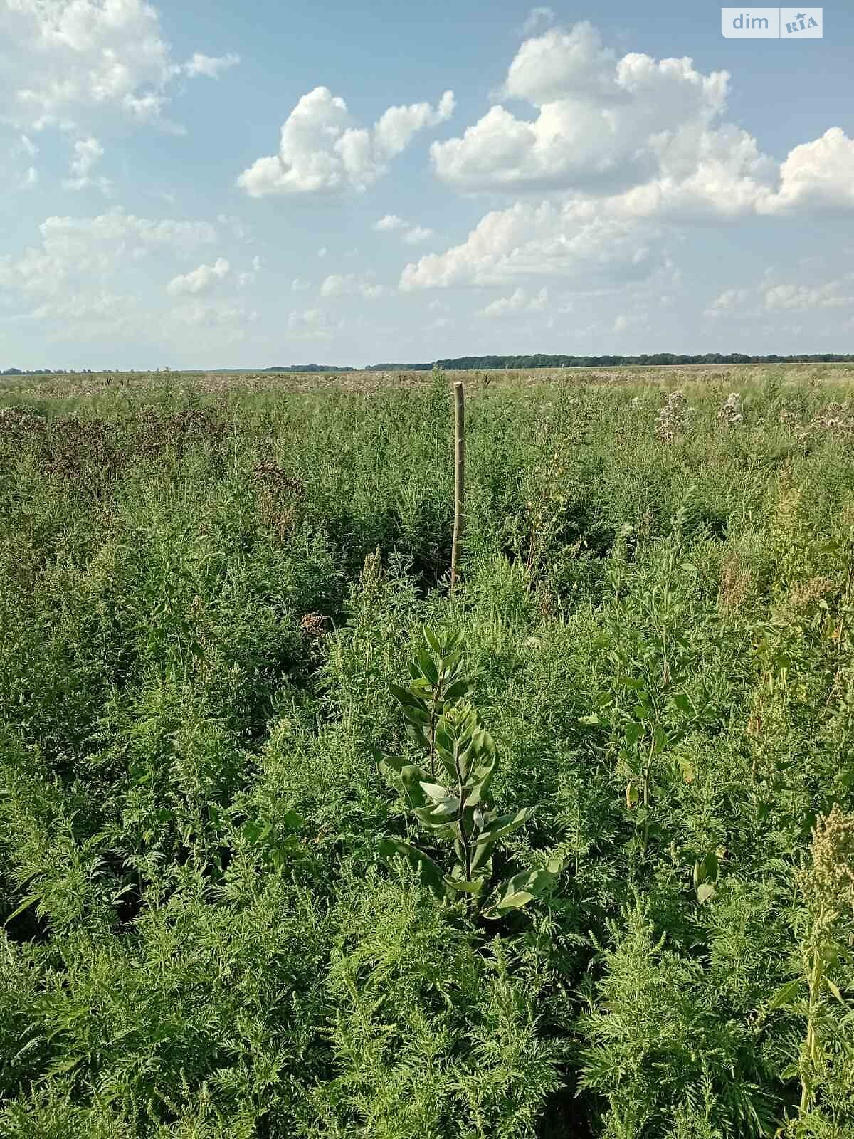 Оренда землі сільськогосподарського призначення в Водяне, ціна: 72 284 грн за об’єкт фото 1