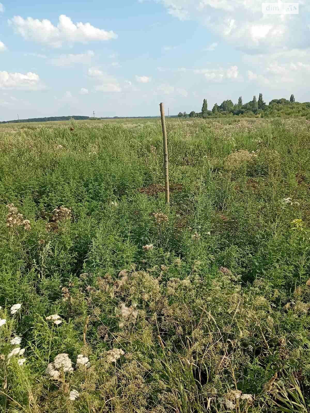 Оренда землі сільськогосподарського призначення в Водяне, ціна: 72 284 грн за об’єкт фото 1