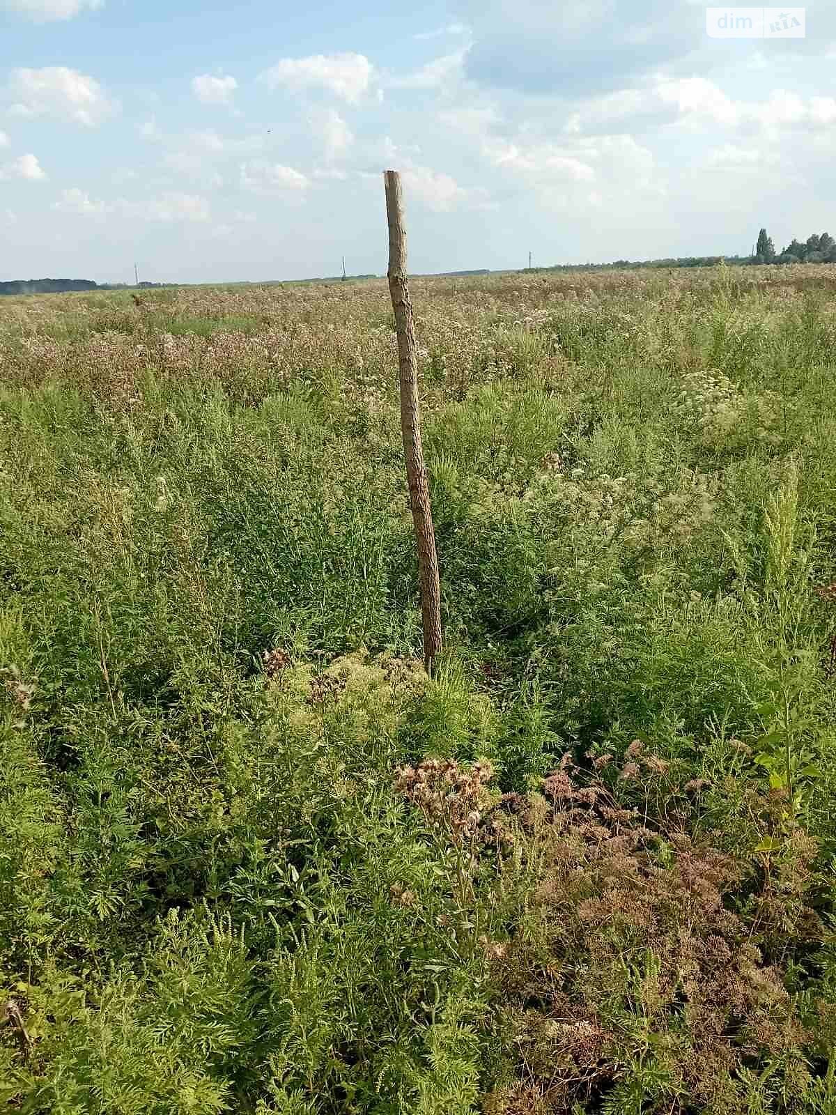 Аренда земли сельскохозяйственного назначения в Водяном, цена: 48 364 грн за объект фото 1 Аренда земли сельскохозяйственного назначения в Водяном, цена: 48 364 грн за объект фото 1