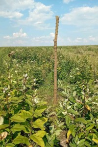 Аренда земли сельскохозяйственного назначения в Водяном, цена: 72 995 грн за объект фото 1 Аренда земли сельскохозяйственного назначения в Водяном, цена: 72 995 грн за объект фото 1