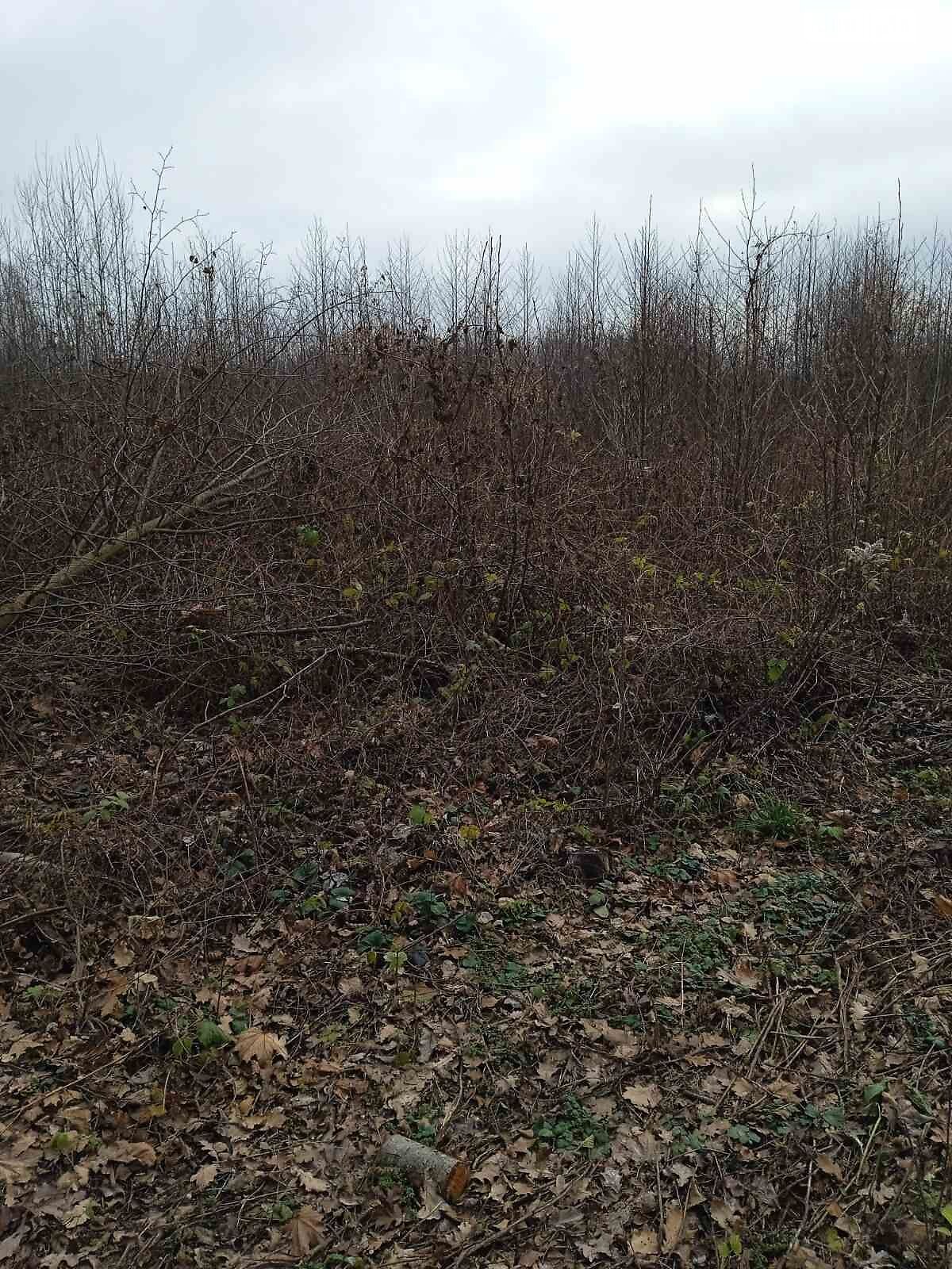 Оренда землі сільськогосподарського призначення в Ясенівці, ціна: 20 527 грн за об’єкт фото 1