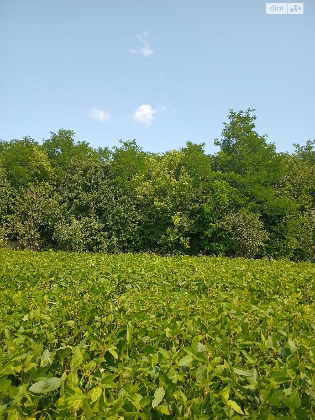 Оренда землі сільськогосподарського призначення в Юрченки, ціна: 31 957 грн за об’єкт фото 1