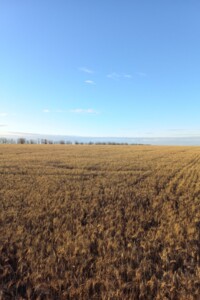 Аренда земли сельскохозяйственного назначения в Загоряновке, цена: 65 406 грн за объект фото 2 Аренда земли сельскохозяйственного назначения в Загоряновке, цена: 65 406 грн за объект фото 2