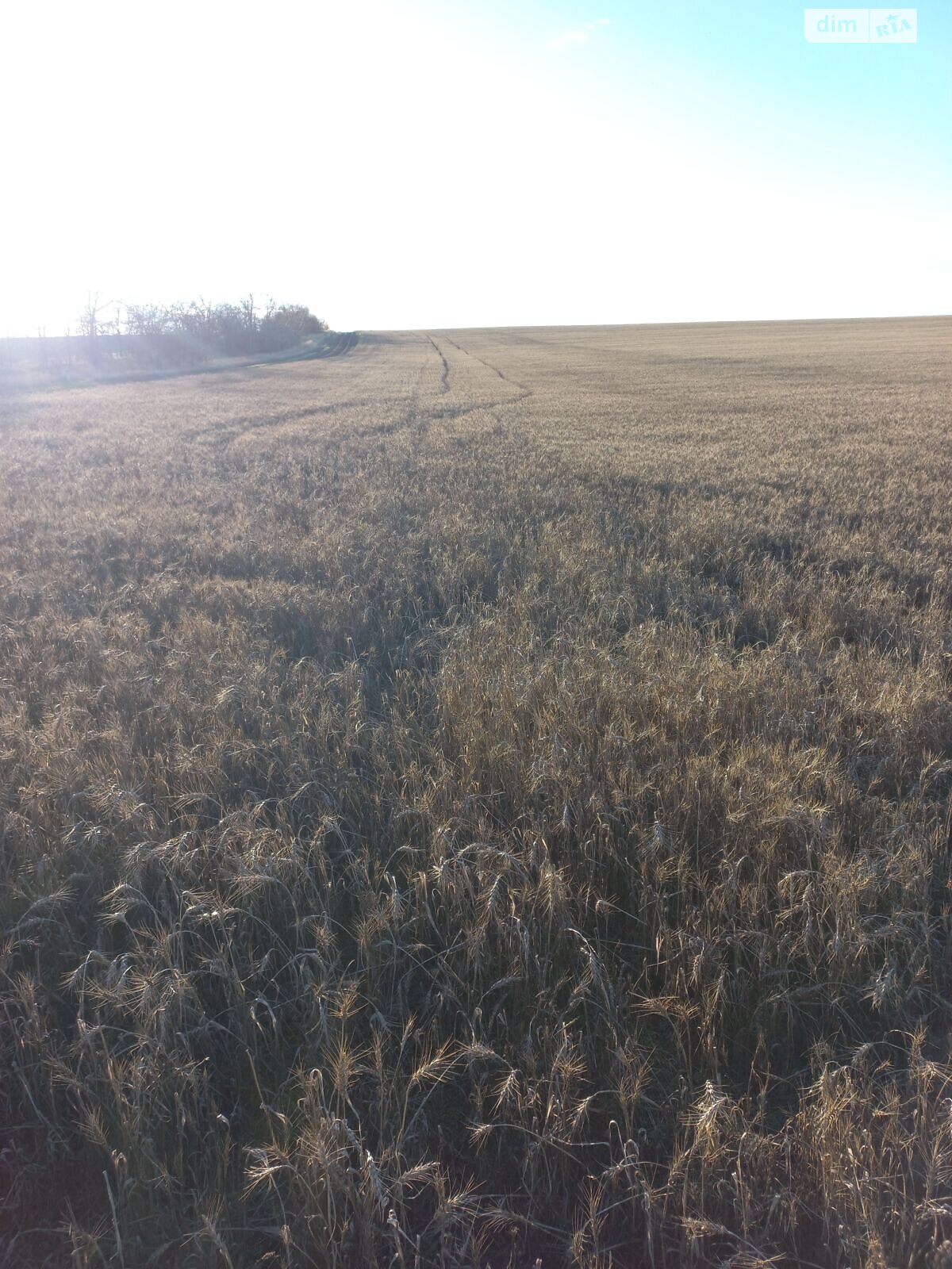 Оренда землі сільськогосподарського призначення в Загорянівці, ціна: 6 022 грн за об’єкт фото 2 Оренда землі сільськогосподарського призначення в Загорянівці, ціна: 6 022 грн за об’єкт фото 2