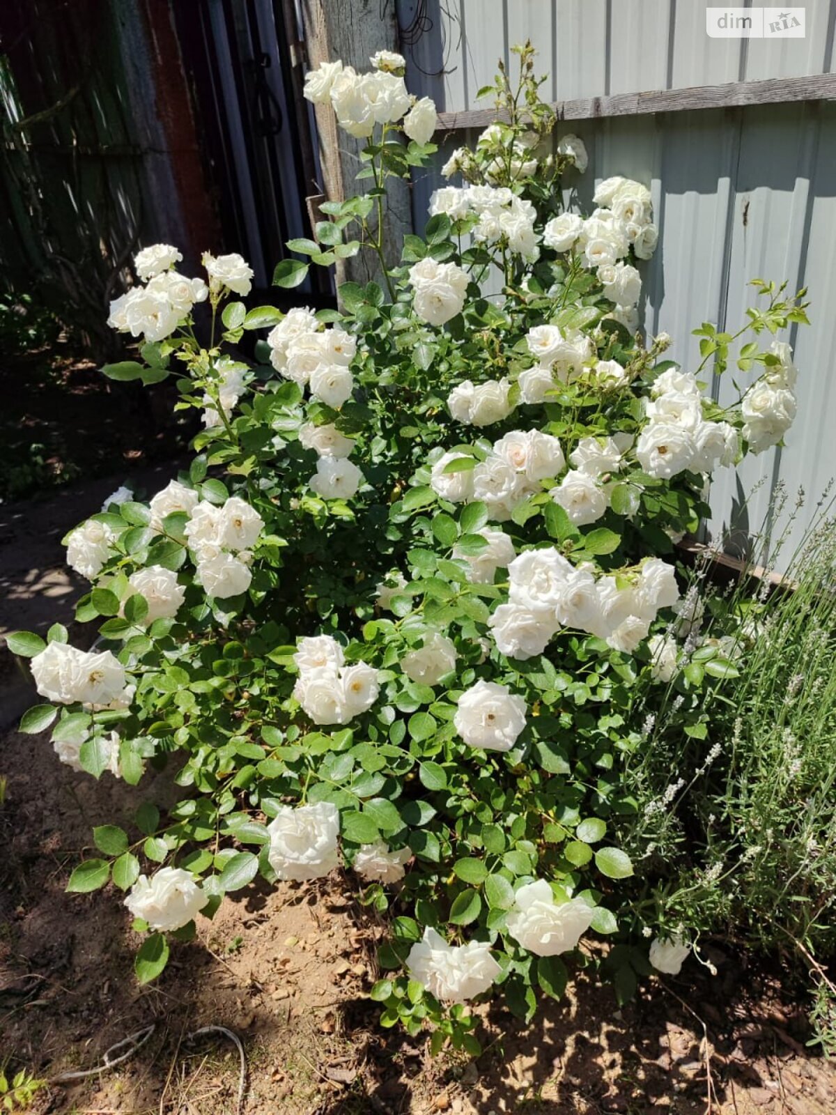 одноповерховий будинок з верандою, 36.5 кв. м, цегла. Продаж у Олександрівці фото 1