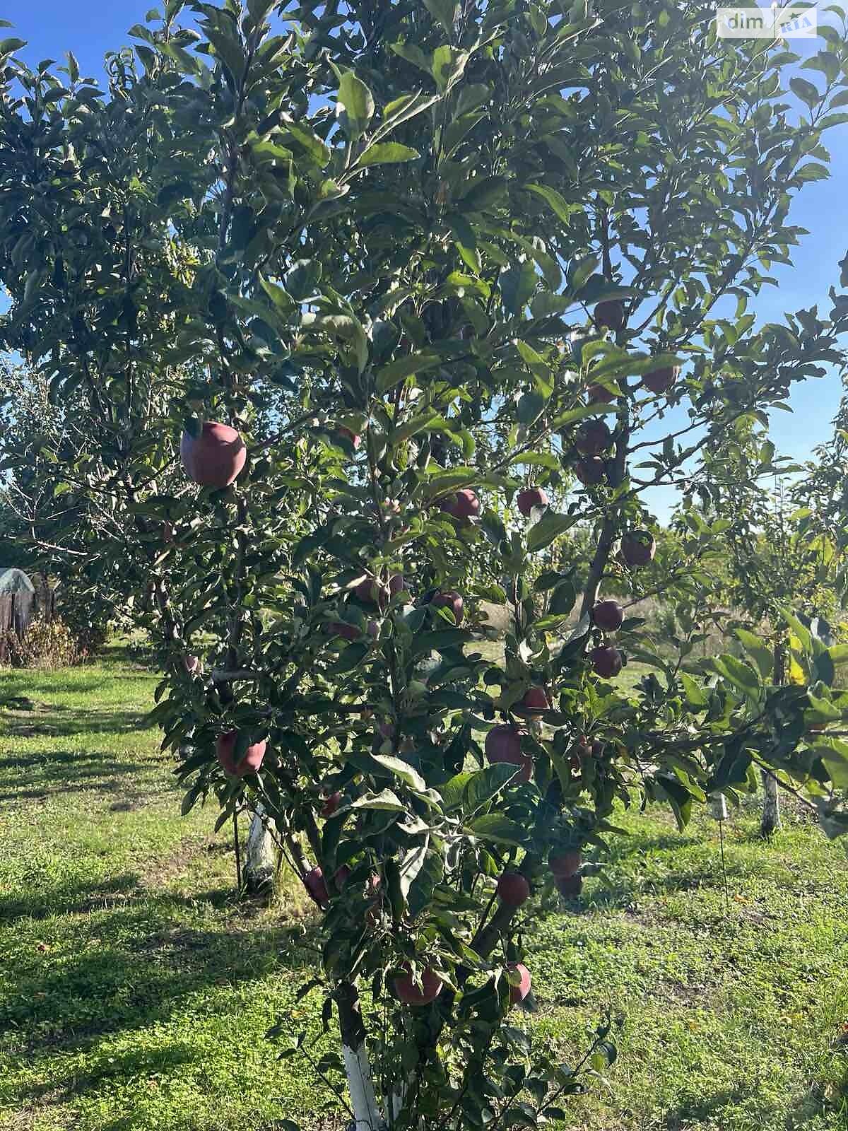 одноповерховий будинок з опаленням, 90 кв. м, цегла силікатна. Продаж у Аули фото 1 одноповерховий будинок з опаленням, 90 кв. м, цегла силікатна. Продаж у Аули фото 1