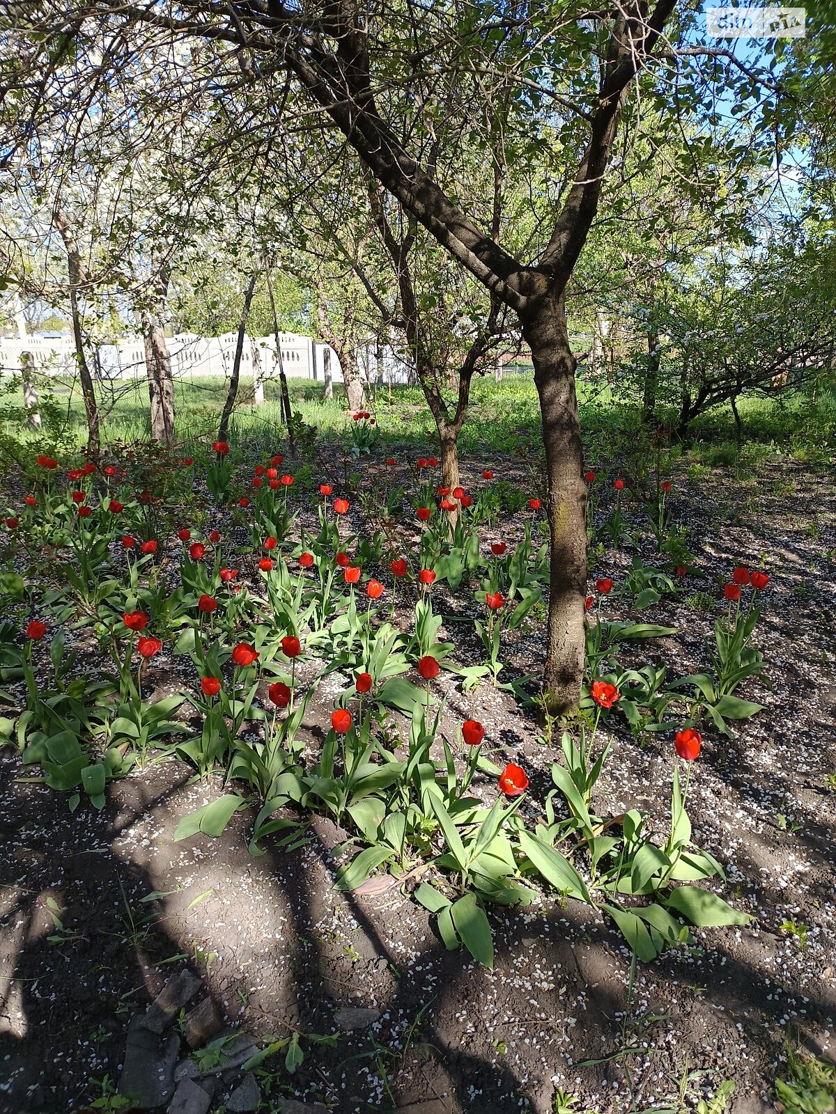 одноповерховий будинок з гаражем, 61.3 кв. м, цегла. Продаж у Баштечки фото 1 одноповерховий будинок з гаражем, 61.3 кв. м, цегла. Продаж у Баштечки фото 1