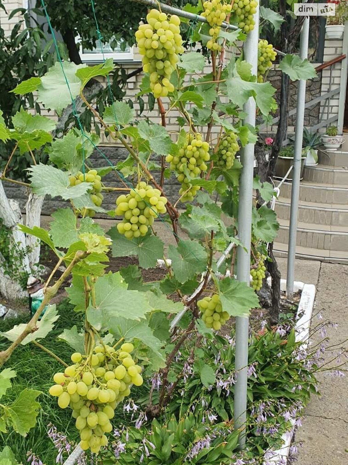 двоповерховий будинок з опаленням, 1 кв. м, цегла. Продаж у Чепиліївці фото 1