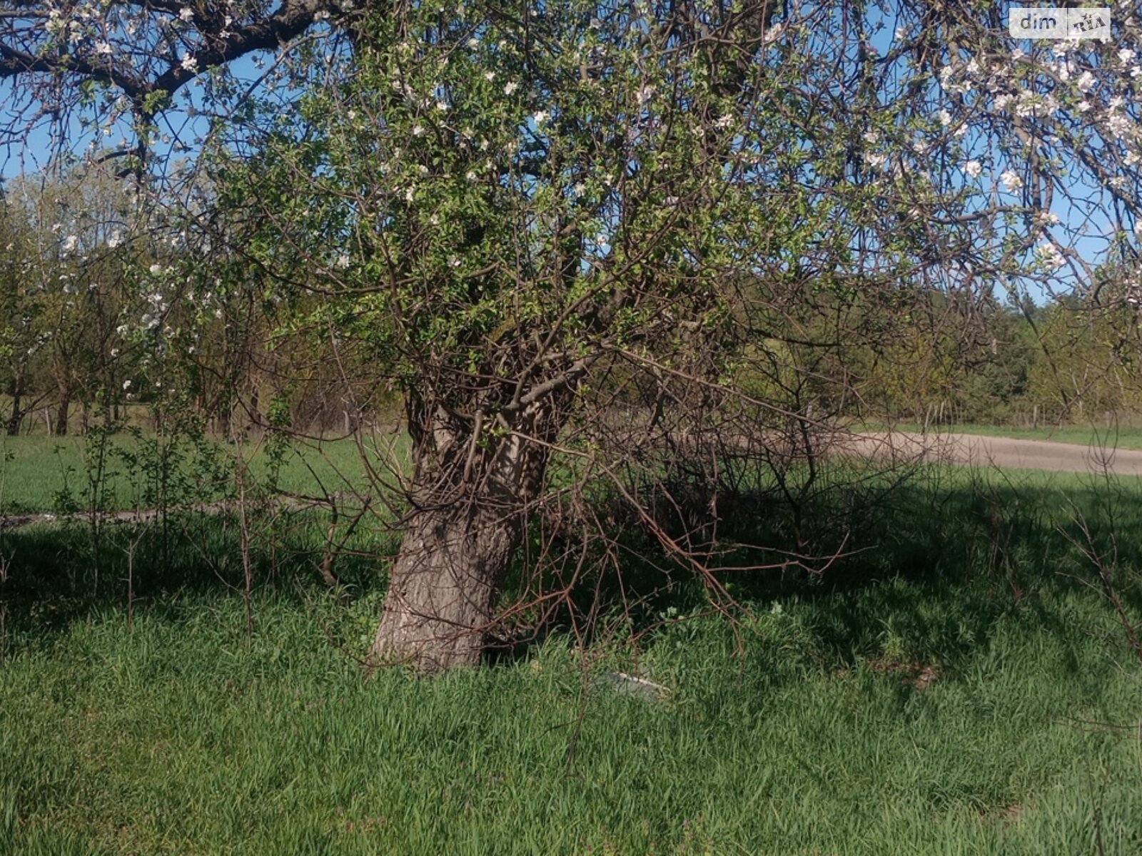 одноэтажный дом, 50.4 кв. м, кирпич. Продажа в Бердичеве район Корниловка фото 1