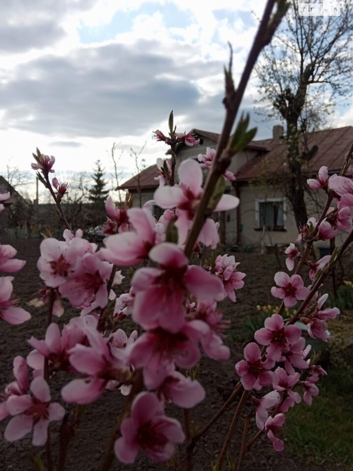 одноэтажный дом, 127 кв. м, цегла. Продажа в Березовице фото 1