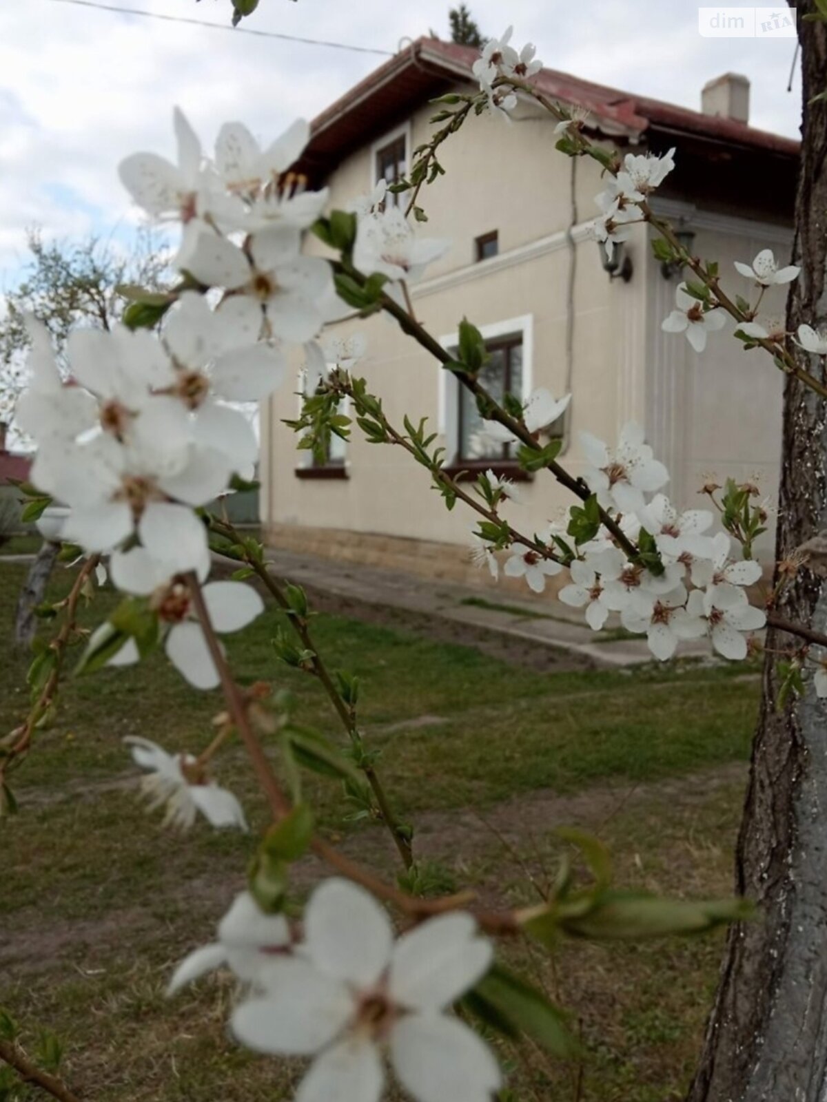 одноэтажный дом, 127 кв. м, цегла. Продажа в Березовице фото 1