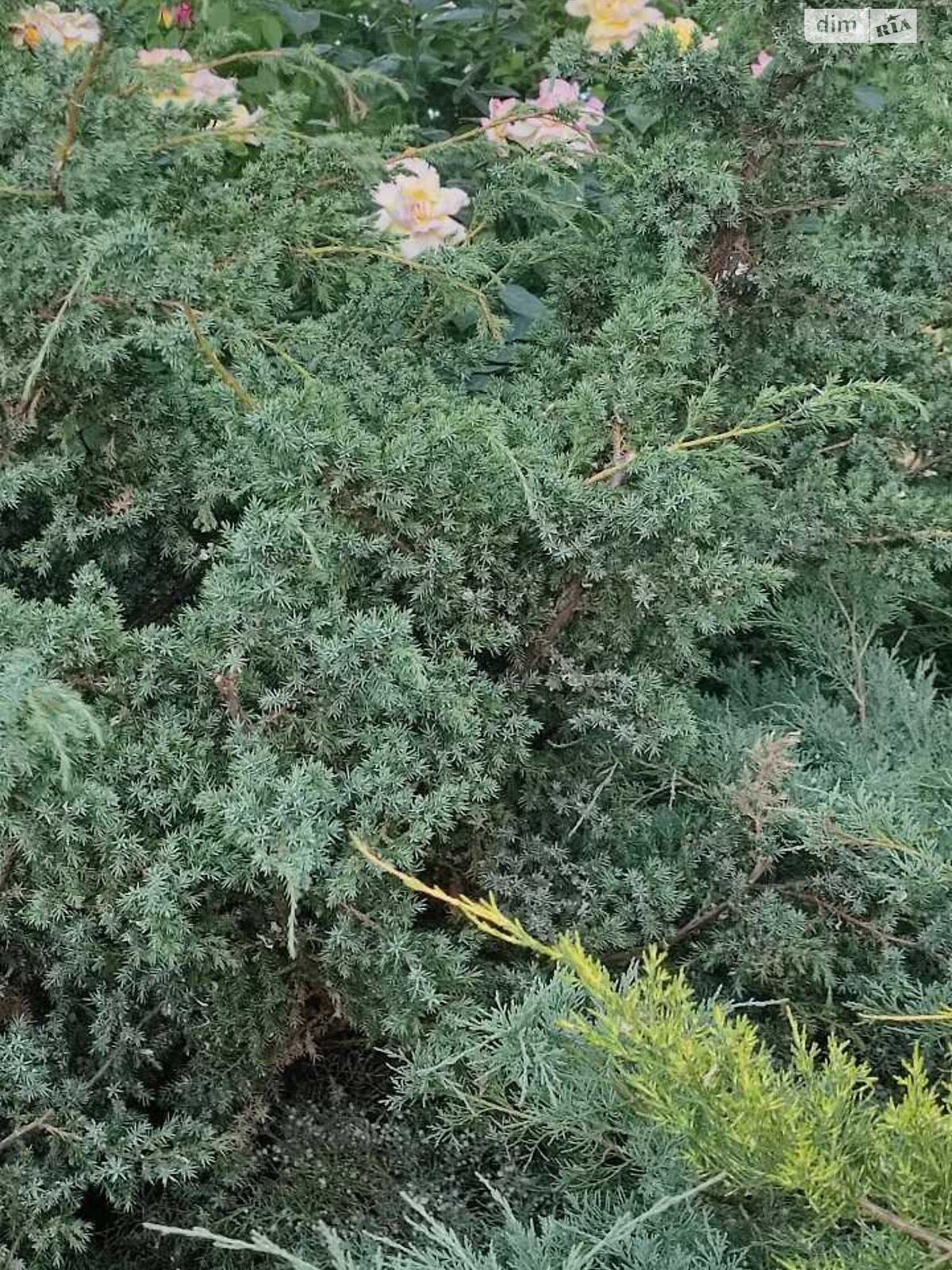 двухэтажный дом с верандой, 80 кв. м, кирпич силикатный. Продажа в Богнатово фото 1