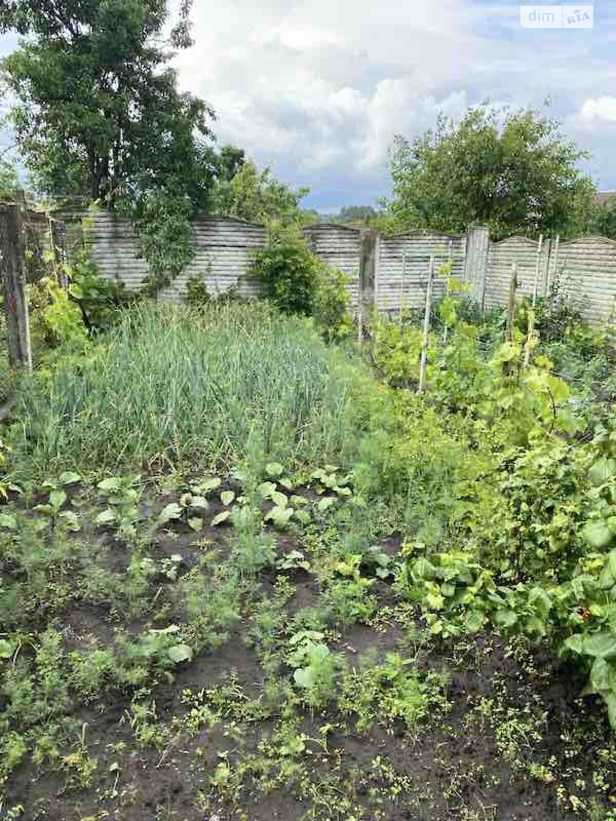 одноповерховий будинок, 63 кв. м, кирпич. Продаж в Богодухові, район Богодухів фото 1 одноповерховий будинок, 63 кв. м, кирпич. Продаж в Богодухові, район Богодухів фото 1