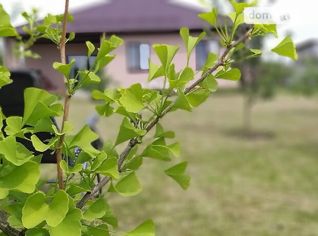 одноповерховий будинок з терасою, 124.3 кв. м, піноблок. Продаж в Рожнах (Київська обл.) фото 1 одноповерховий будинок з терасою, 124.3 кв. м, піноблок. Продаж в Рожнах (Київська обл.) фото 1