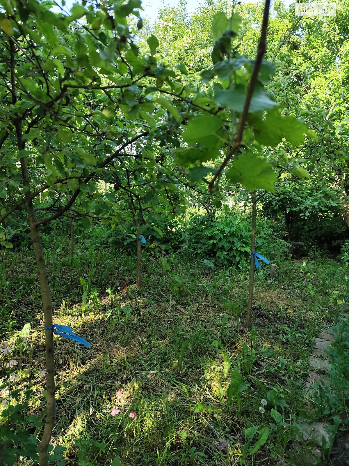 двоповерховий будинок, 113 кв. м, цегла. Продаж у Буцневі фото 1 двоповерховий будинок, 113 кв. м, цегла. Продаж у Буцневі фото 1