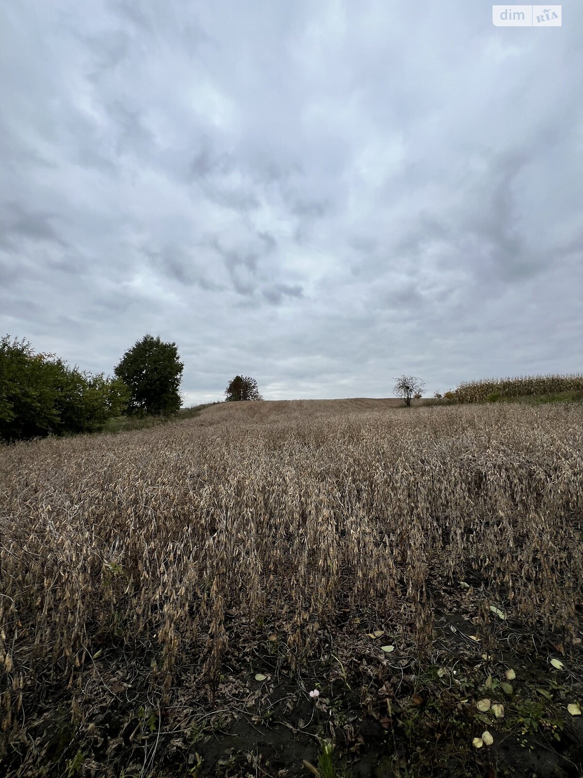 одноповерховий будинок з гаражем, 84.3 кв. м, цегла. Продаж у Черепівці фото 1 одноповерховий будинок з гаражем, 84.3 кв. м, цегла. Продаж у Черепівці фото 1