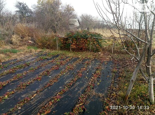 одноэтажный дом с садом, 49.4 кв. м, кирпич. Продажа в Сагуновке (Черкасская обл.) фото 1 одноэтажный дом с садом, 49.4 кв. м, кирпич. Продажа в Сагуновке (Черкасская обл.) фото 1