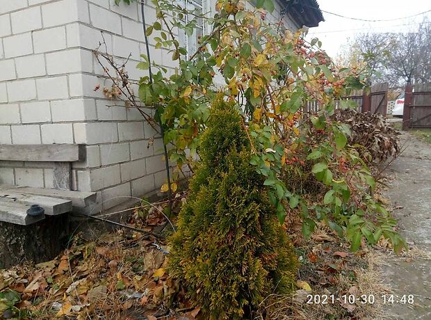 одноэтажный дом с садом, 49.4 кв. м, кирпич. Продажа в Сагуновке (Черкасская обл.) фото 1 одноэтажный дом с садом, 49.4 кв. м, кирпич. Продажа в Сагуновке (Черкасская обл.) фото 1