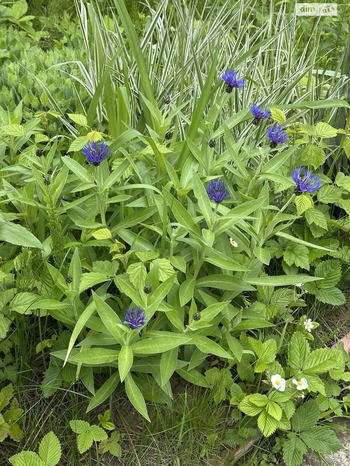 двухэтажный дом с мансардой, 76.1 кв. м, кирпич. Продажа в Черновцах район Роша фото 1 двухэтажный дом с мансардой, 76.1 кв. м, кирпич. Продажа в Черновцах район Роша фото 1