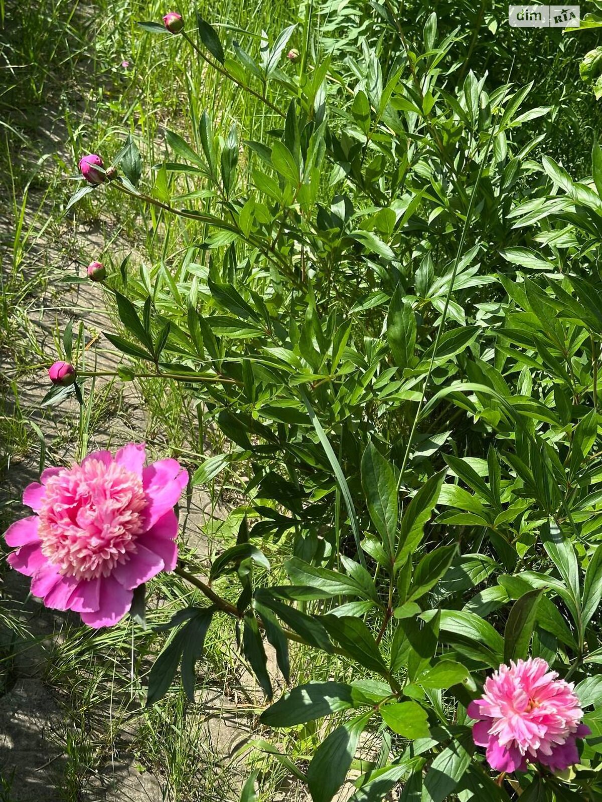 двухэтажный дом с мансардой, 76.1 кв. м, кирпич. Продажа в Черновцах район Роша фото 1 двухэтажный дом с мансардой, 76.1 кв. м, кирпич. Продажа в Черновцах район Роша фото 1