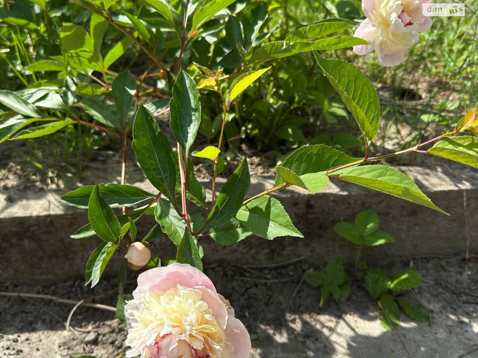 двухэтажный дом с мансардой, 76.1 кв. м, кирпич. Продажа в Черновцах район Роша фото 1 двухэтажный дом с мансардой, 76.1 кв. м, кирпич. Продажа в Черновцах район Роша фото 1