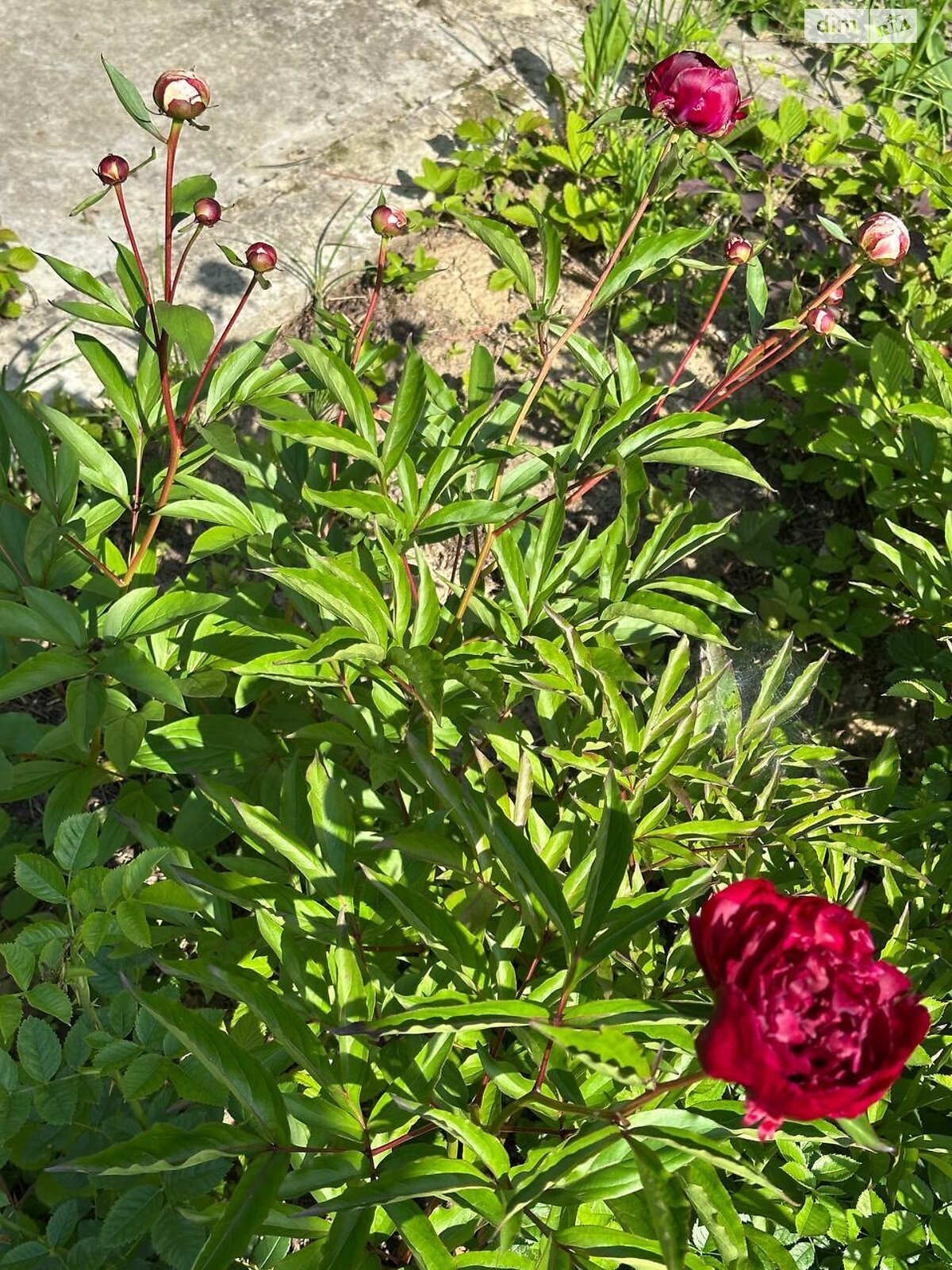 двухэтажный дом с мансардой, 76.1 кв. м, кирпич. Продажа в Черновцах район Роша фото 1 двухэтажный дом с мансардой, 76.1 кв. м, кирпич. Продажа в Черновцах район Роша фото 1