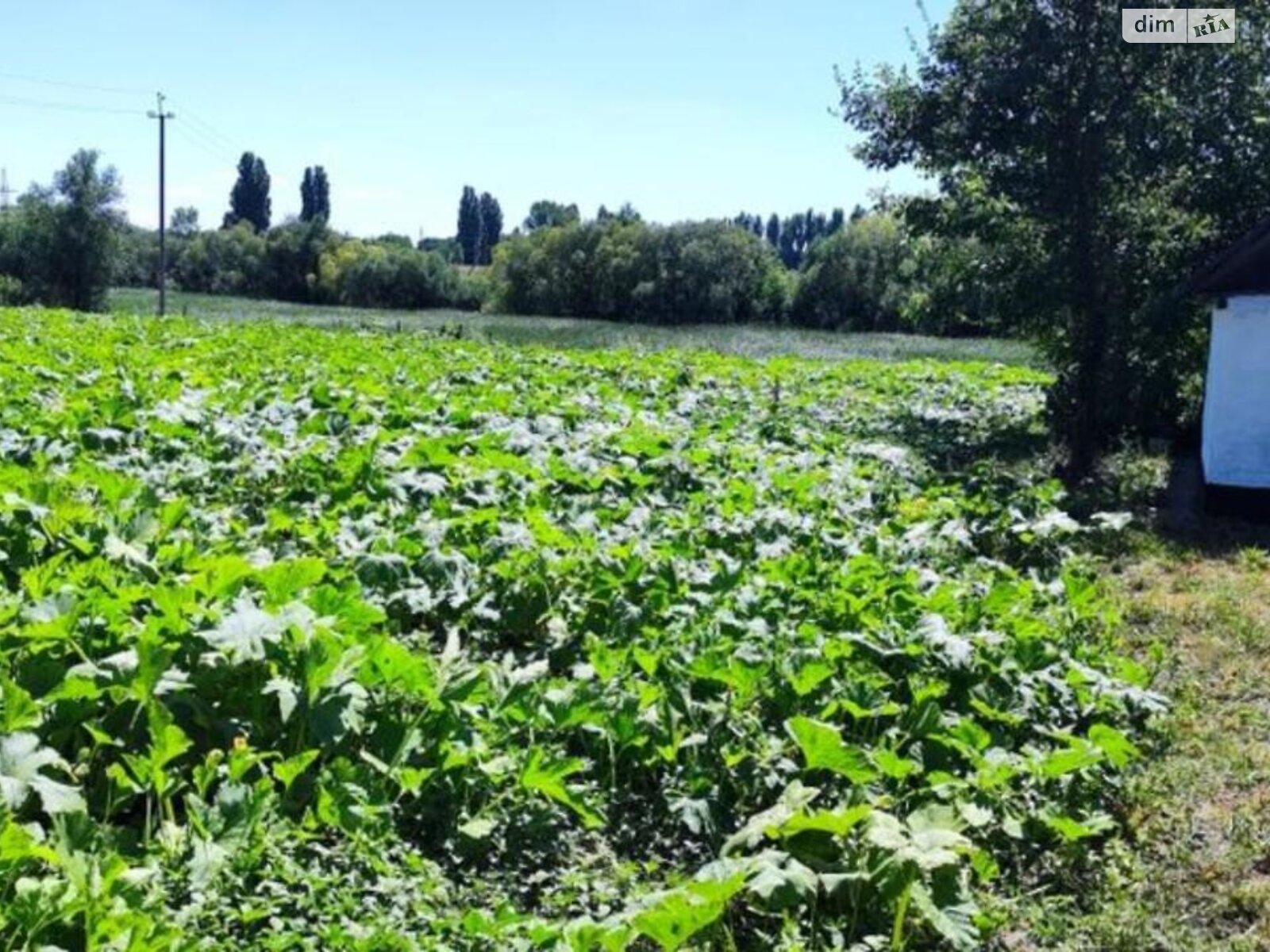 одноповерховий будинок з опаленням, 80 кв. м, глинобитний. Продаж у Чижівці фото 1