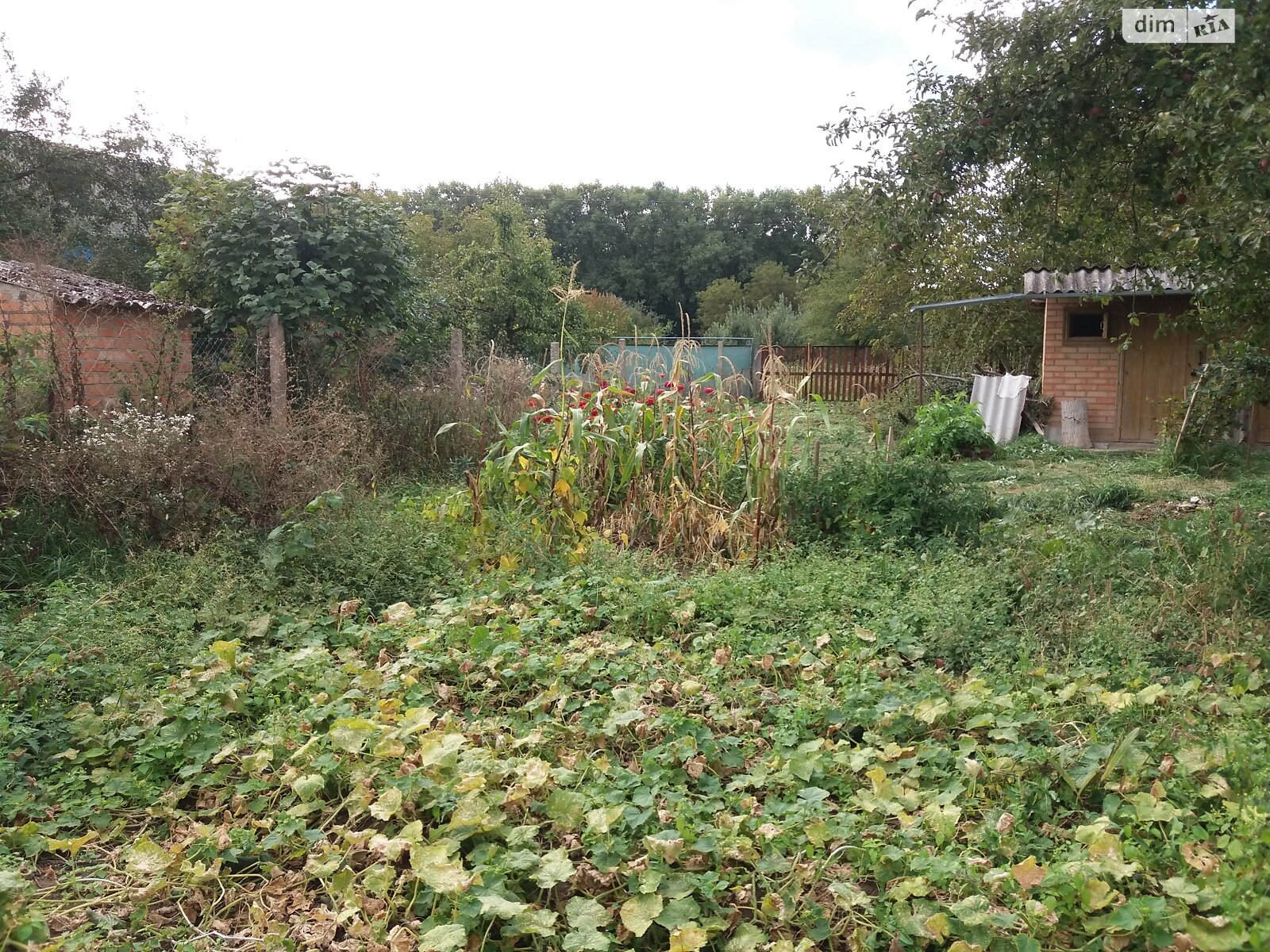 одноповерховий будинок з опаленням, 89.3 кв. м, цегла. Продаж у Дашківцях фото 1 одноповерховий будинок з опаленням, 89.3 кв. м, цегла. Продаж у Дашківцях фото 1