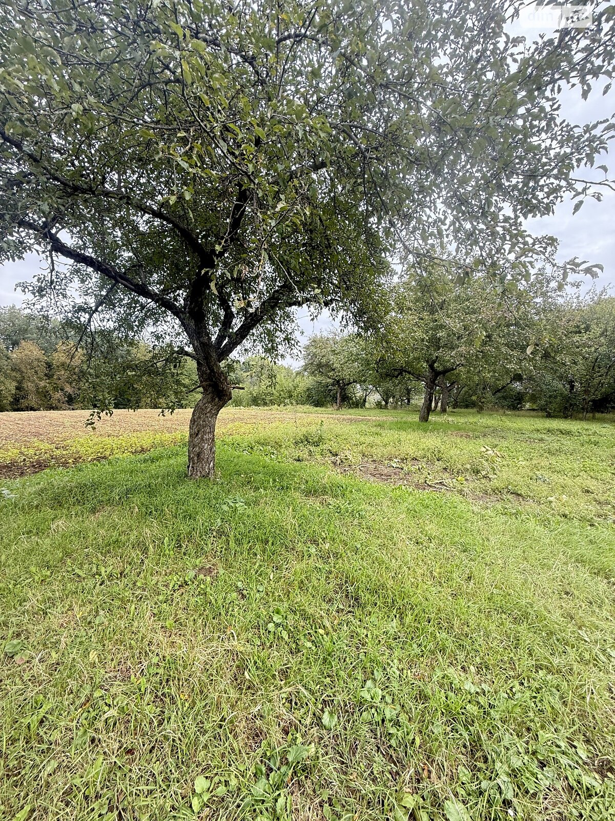 одноповерховий будинок з верандою, 54.6 кв. м, цегла. Продаж у Дашківцях фото 1