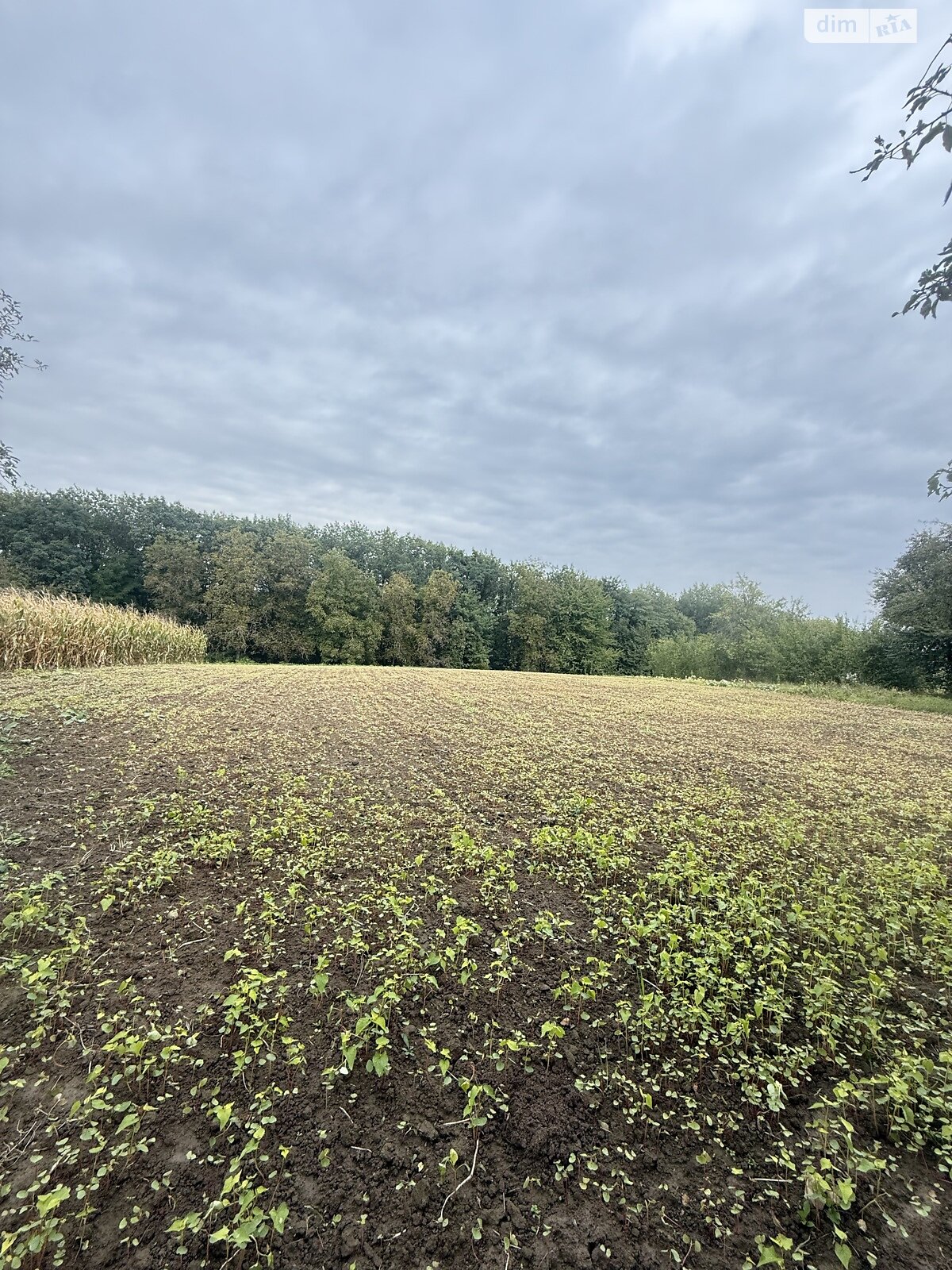 одноповерховий будинок з верандою, 54.6 кв. м, цегла. Продаж у Дашківцях фото 1