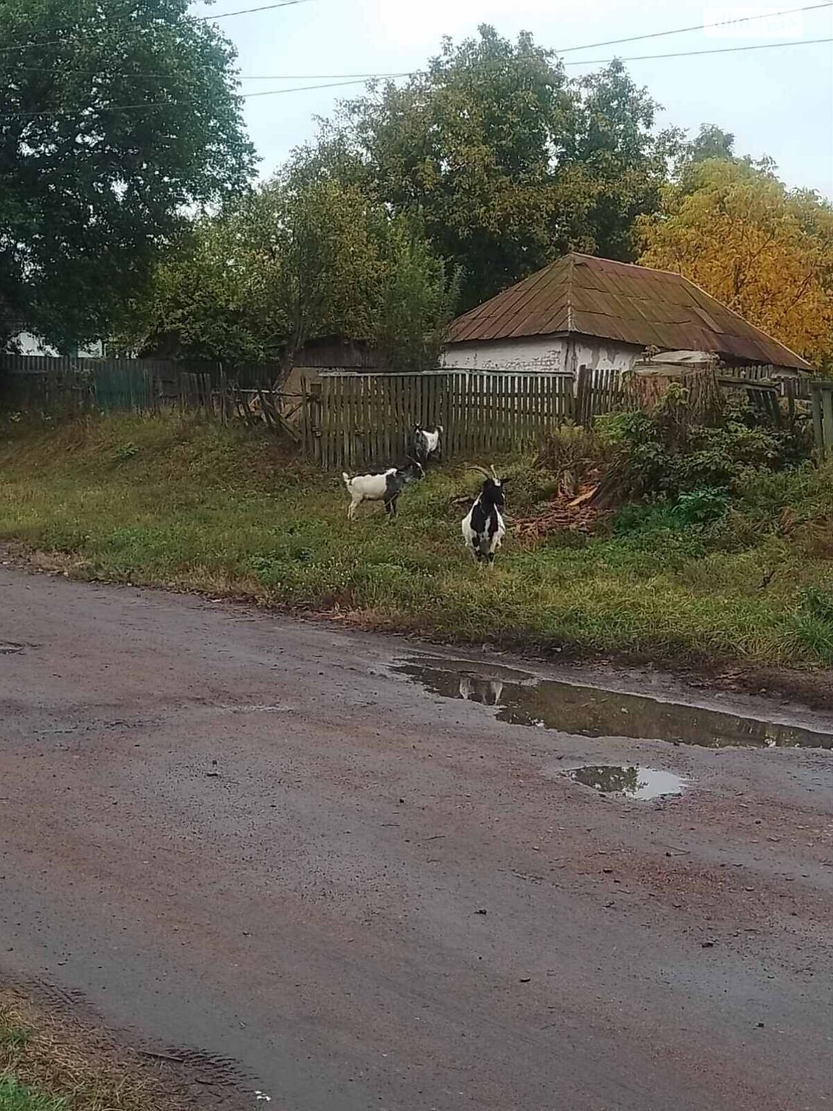 одноэтажный дом с отоплением, 67 кв. м, дерево и кирпич. Продажа в Давыдовке фото 1 одноэтажный дом с отоплением, 67 кв. м, дерево и кирпич. Продажа в Давыдовке фото 1