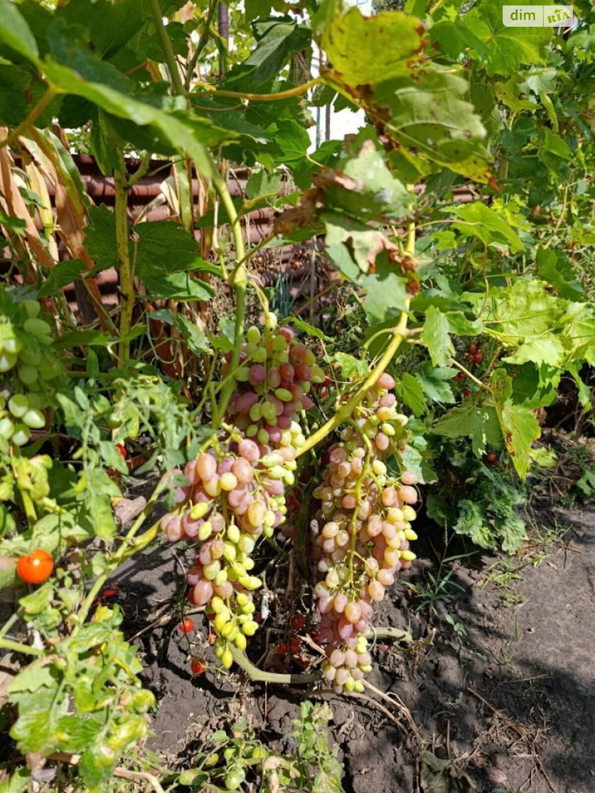 двухэтажный дом беседка, 127 кв. м, газобетон. Продажа в Днепре район Диевка-2 фото 1 двухэтажный дом беседка, 127 кв. м, газобетон. Продажа в Днепре район Диевка-2 фото 1