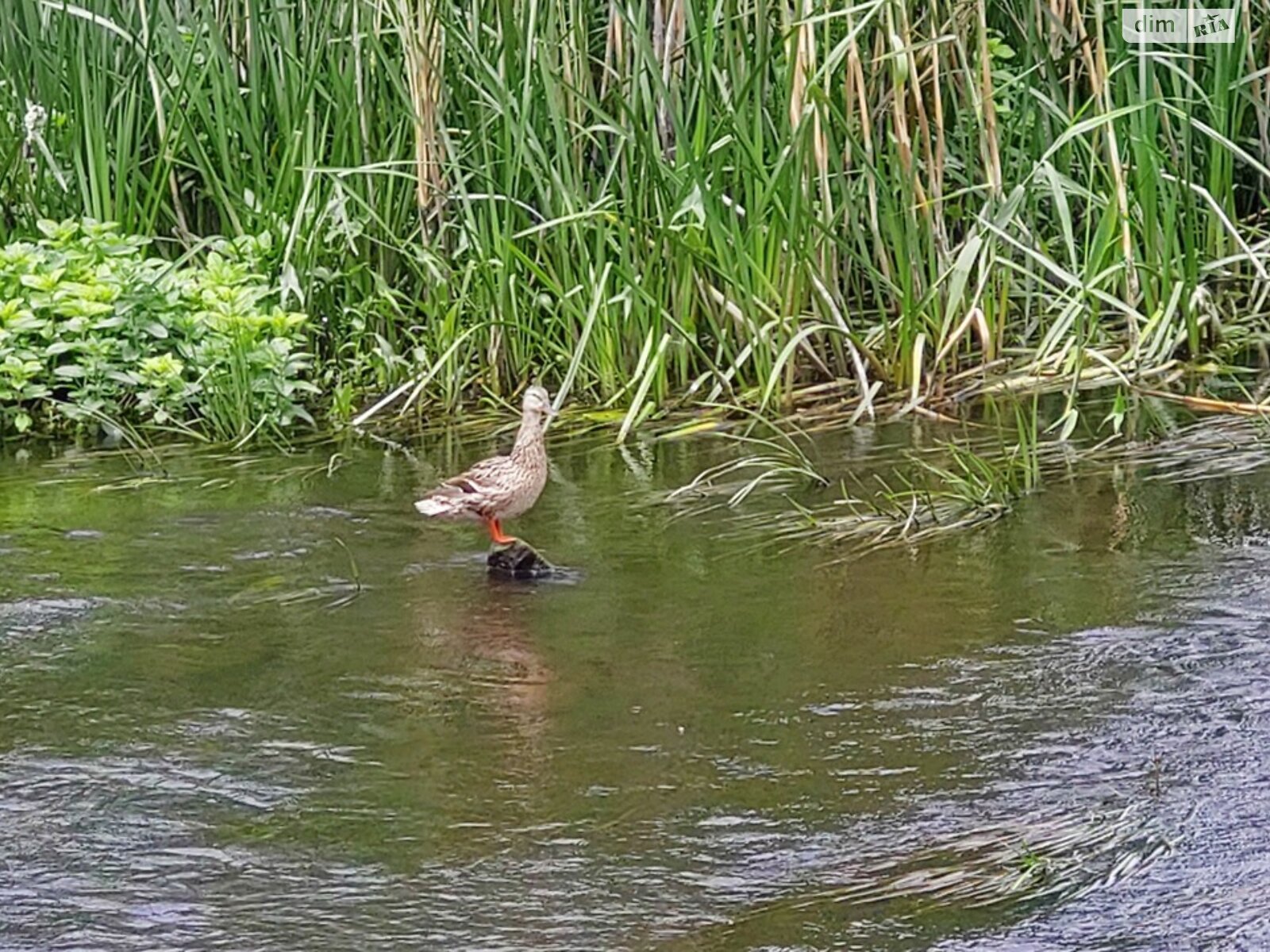 одноповерховий будинок з гаражем, 58.8 кв. м, цегла. Продаж у Гаївщині фото 1