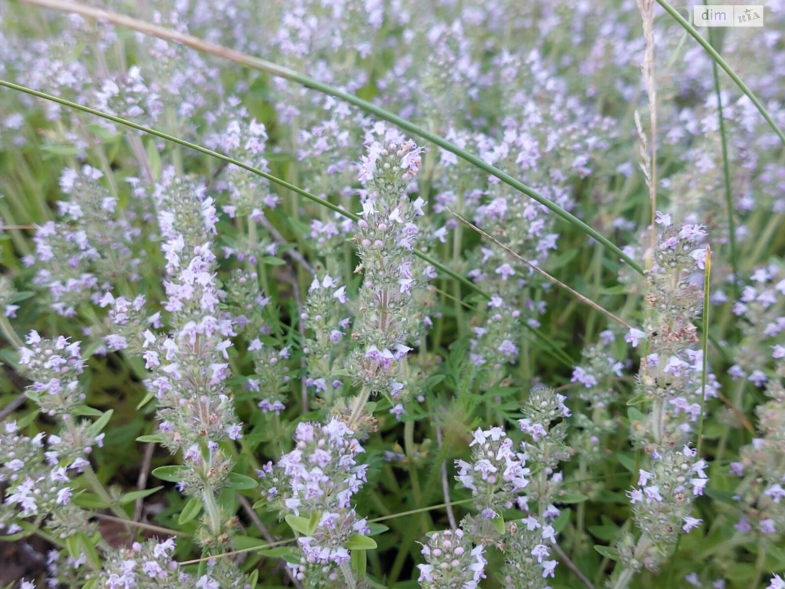 одноповерховий будинок з гаражем, 58.8 кв. м, цегла. Продаж у Гаївщині фото 1