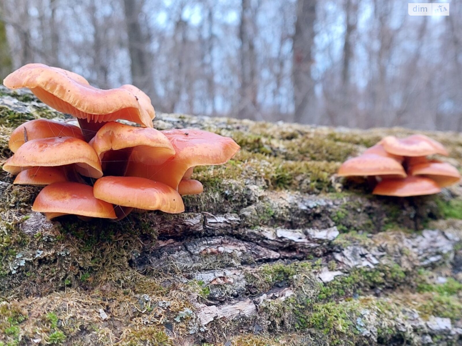 одноповерховий будинок з гаражем, 58.8 кв. м, цегла. Продаж у Гаївщині фото 1