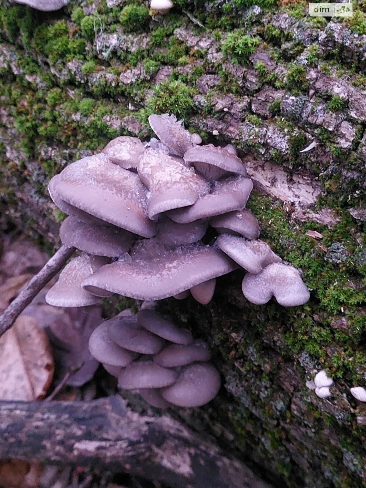 одноповерховий будинок з гаражем, 58.8 кв. м, цегла. Продаж у Гаївщині фото 1