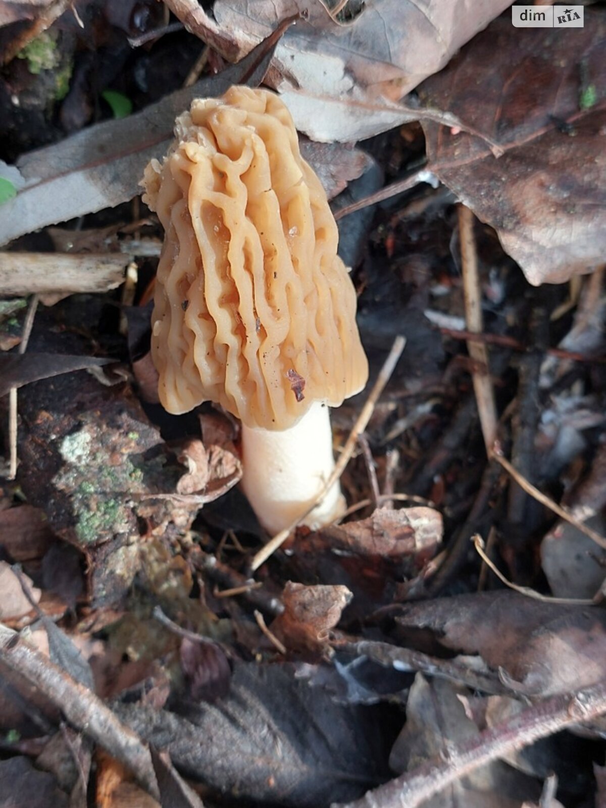 одноповерховий будинок з гаражем, 58.8 кв. м, цегла. Продаж у Гаївщині фото 1