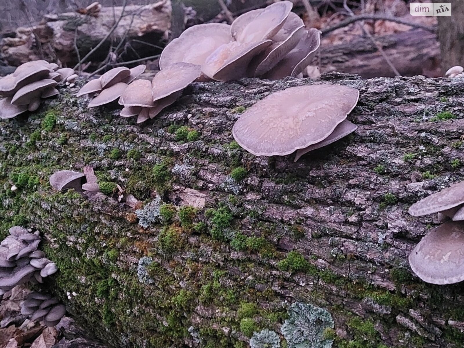 одноповерховий будинок з гаражем, 58.8 кв. м, цегла. Продаж у Гаївщині фото 1