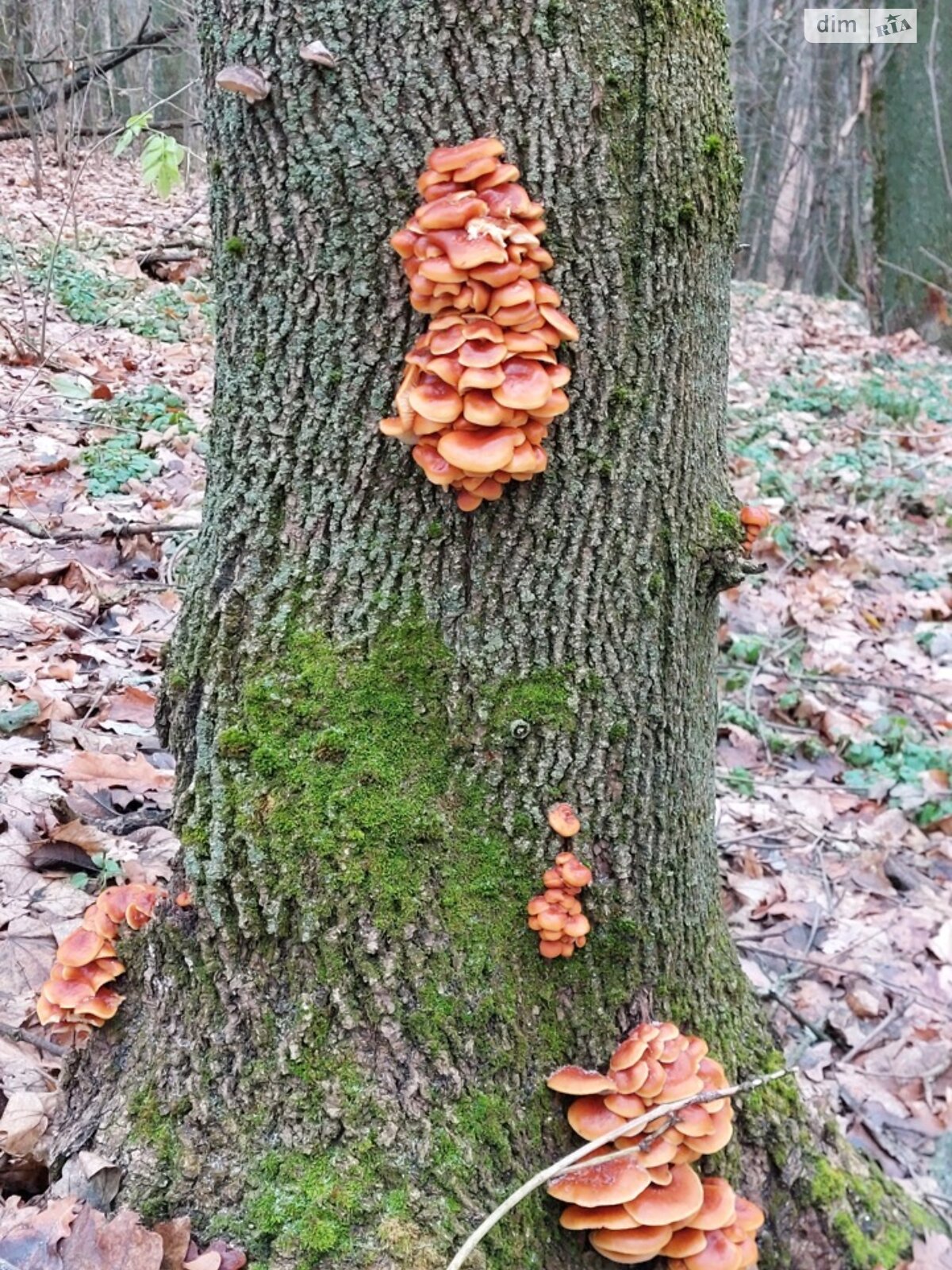 одноповерховий будинок з гаражем, 58.8 кв. м, цегла. Продаж у Гаївщині фото 1