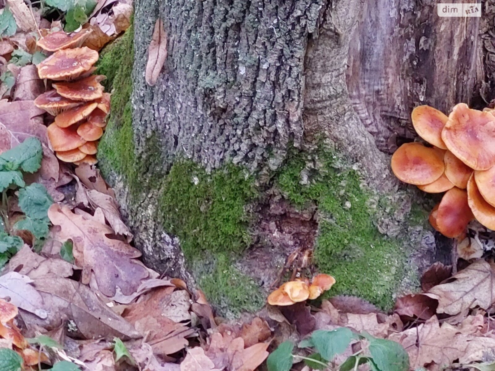 одноповерховий будинок з гаражем, 58.8 кв. м, цегла. Продаж у Гаївщині фото 1