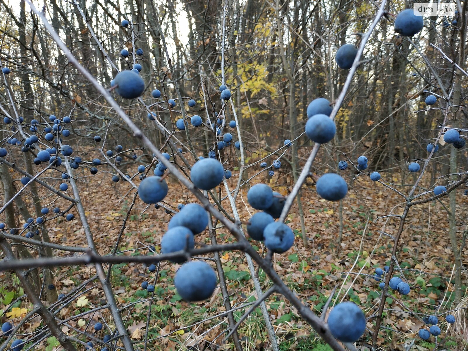 одноповерховий будинок з гаражем, 58.8 кв. м, цегла. Продаж у Гаївщині фото 1