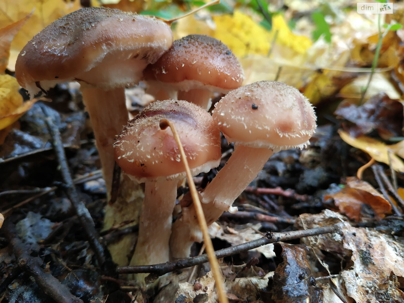 одноповерховий будинок з гаражем, 58.8 кв. м, цегла. Продаж у Гаївщині фото 1