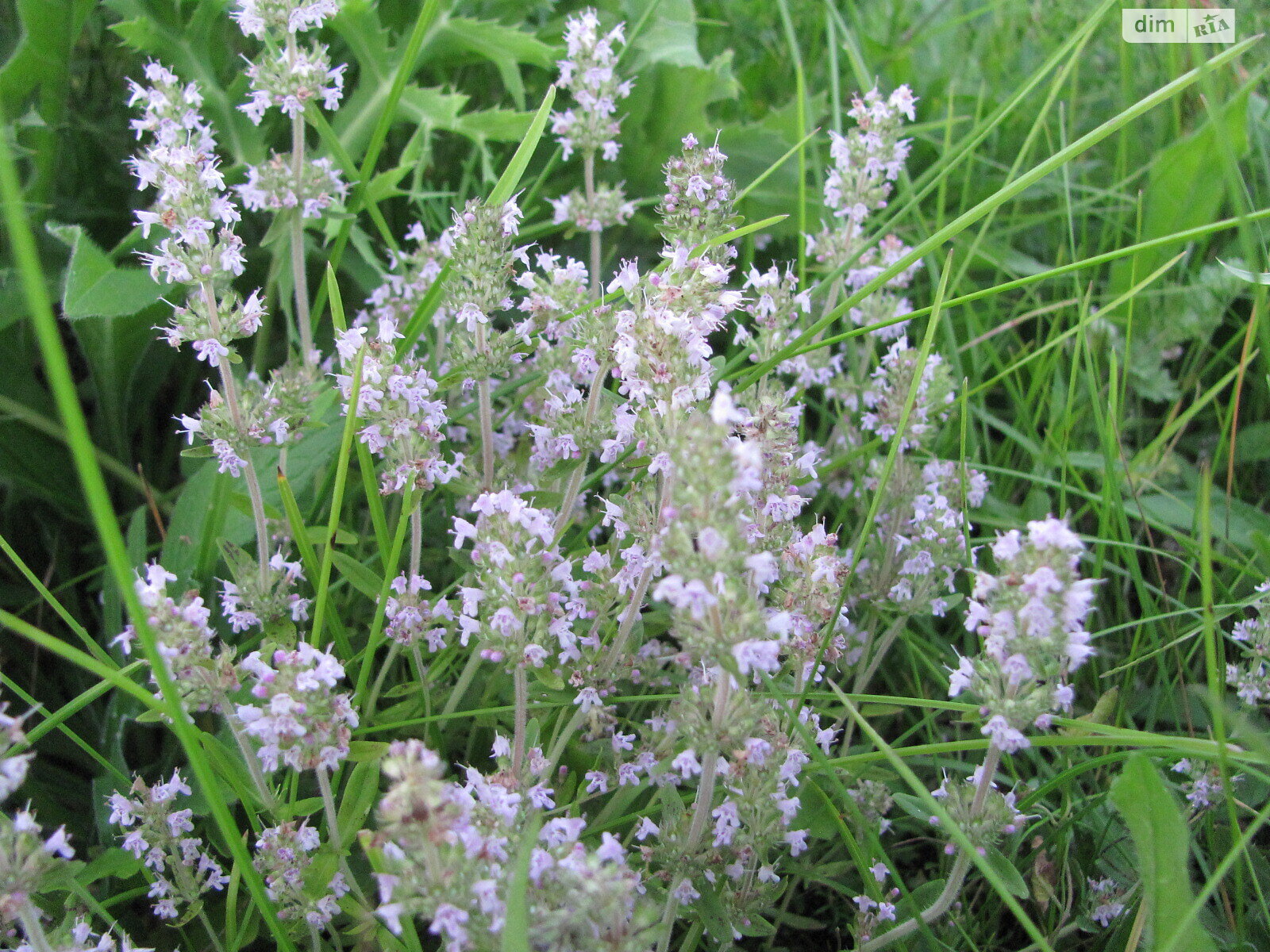 одноповерховий будинок з гаражем, 58.8 кв. м, цегла. Продаж у Гаївщині фото 1