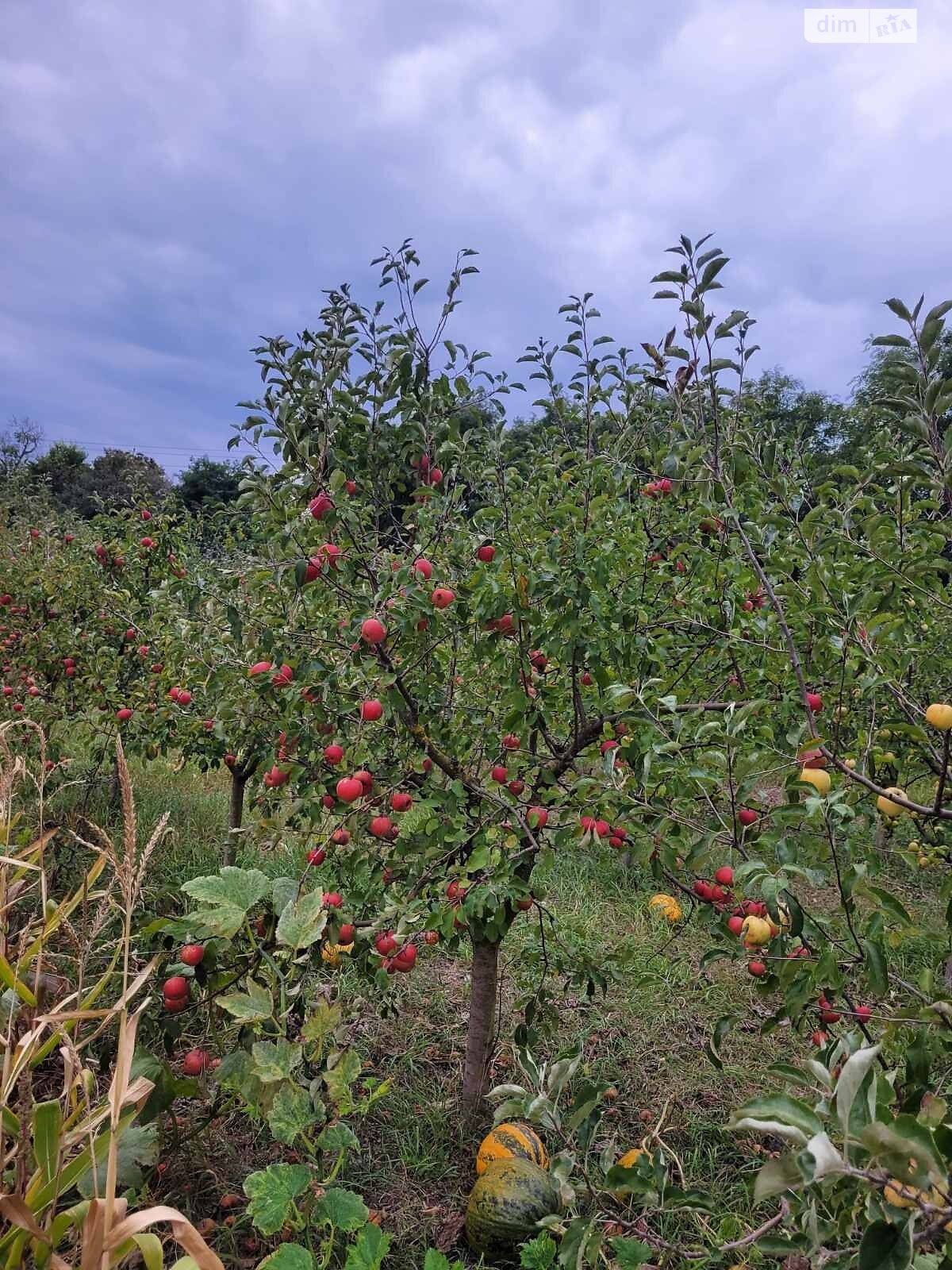 одноэтажный дом с гаражом, 45 кв. м, кирпич. Продажа в Гарячковке фото 1 одноэтажный дом с гаражом, 45 кв. м, кирпич. Продажа в Гарячковке фото 1