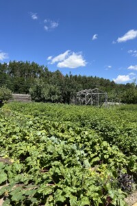 одноповерховий будинок з мансардою, 99 кв. м, цегла. Продаж у Гаврилівці фото 2 одноповерховий будинок з мансардою, 99 кв. м, цегла. Продаж у Гаврилівці фото 2