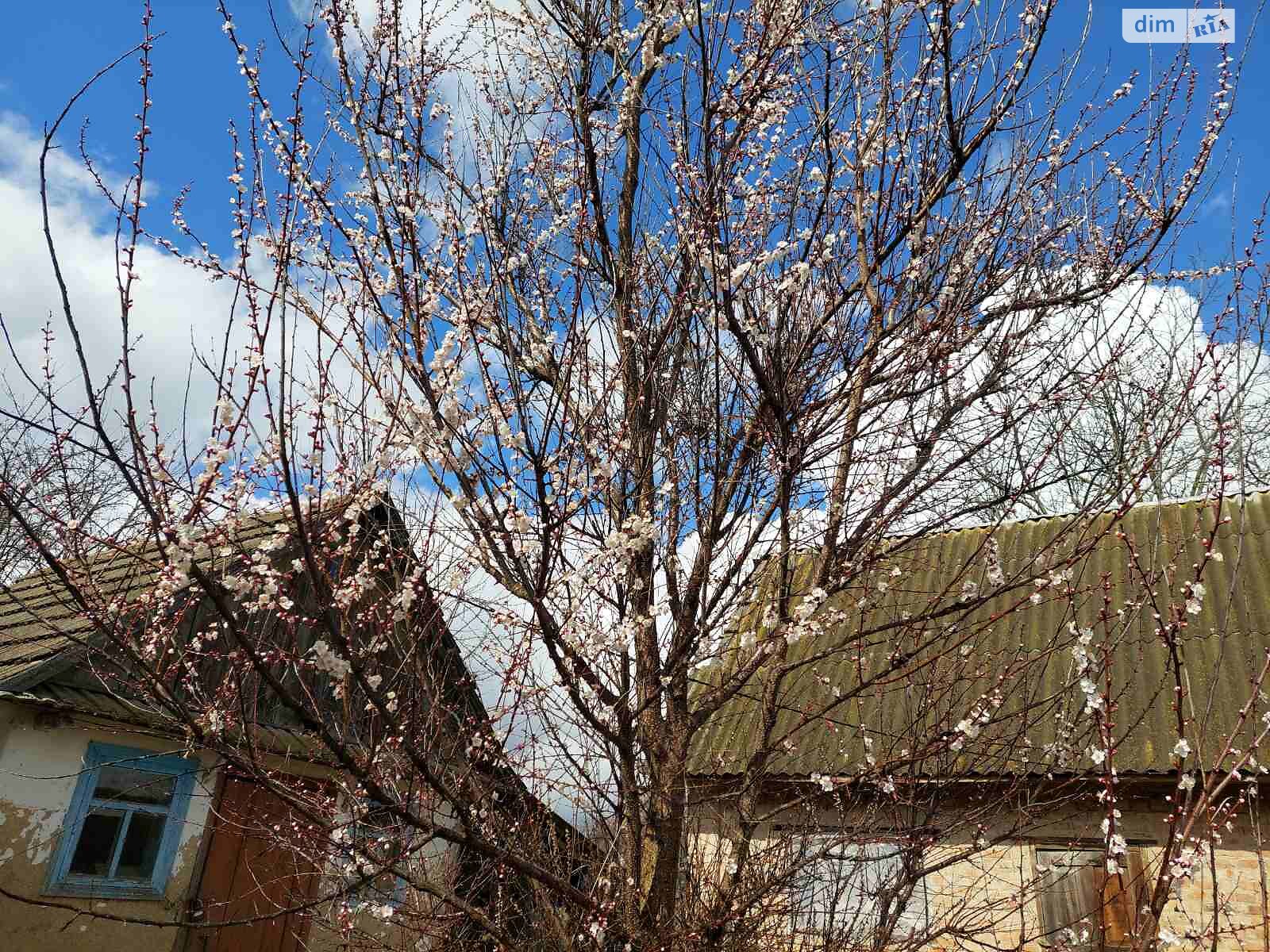 одноповерховий будинок, 63.8 кв. м, цегла саманна. Продаж у Гавришівці фото 1 одноповерховий будинок, 63.8 кв. м, цегла саманна. Продаж у Гавришівці фото 1