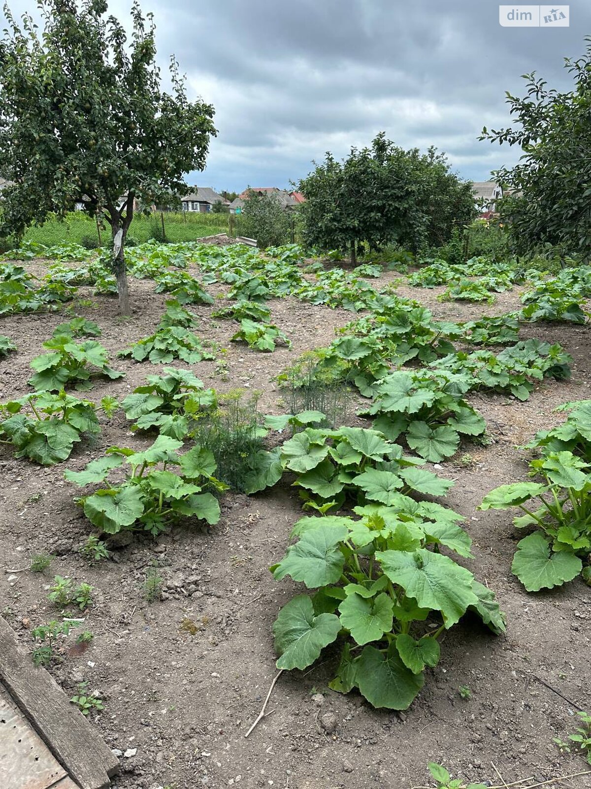 одноэтажный дом, 110 кв. м, кирпич. Продажа в Гнивани фото 1