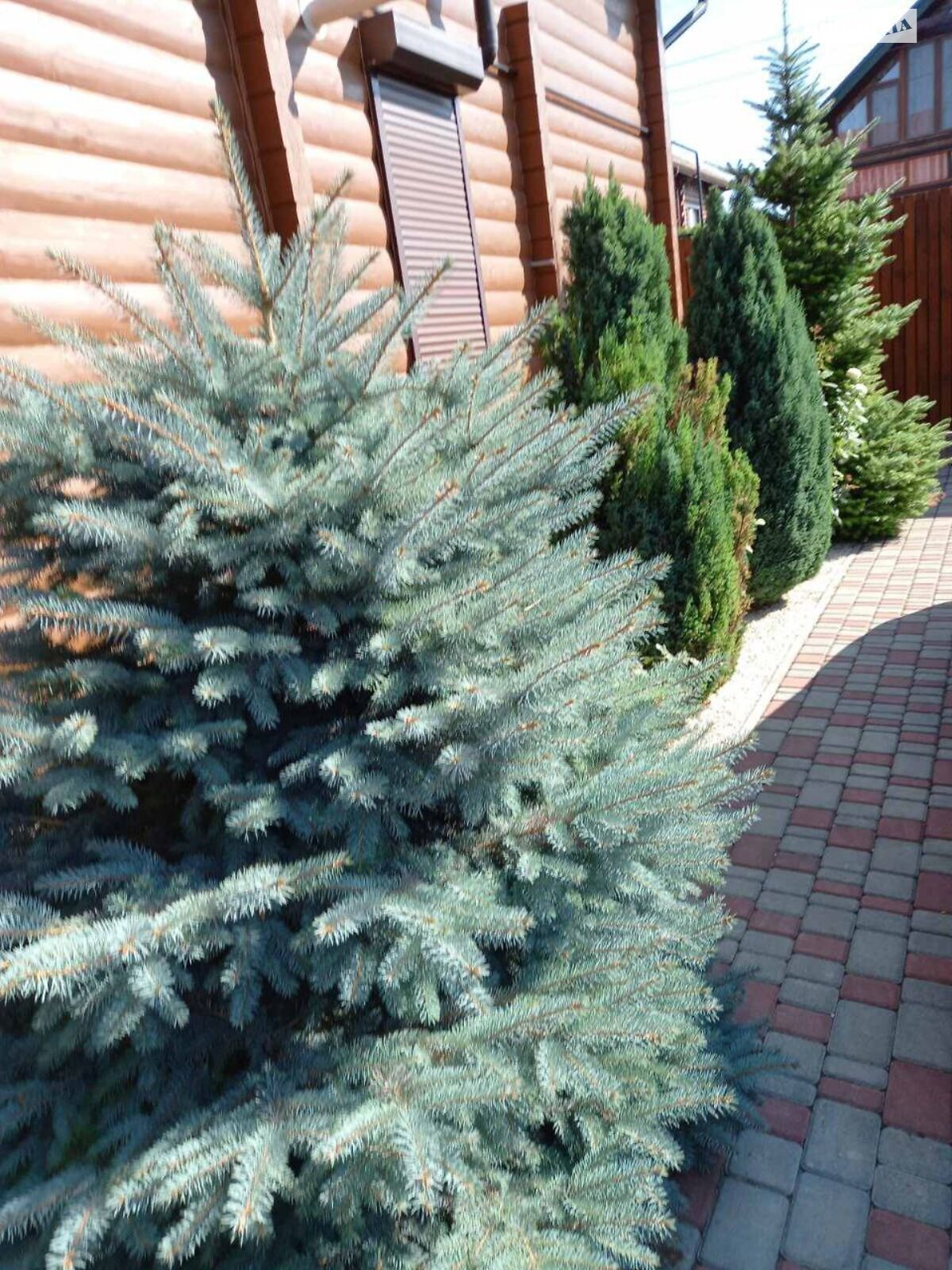 двоповерховий будинок з опаленням, 135 кв. м, зруб. Продаж у Грибівці фото 1 двоповерховий будинок з опаленням, 135 кв. м, зруб. Продаж у Грибівці фото 1